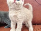 Kedi
