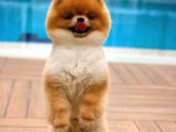 Ayı Surat Pomeranian Boo Yavrularımız