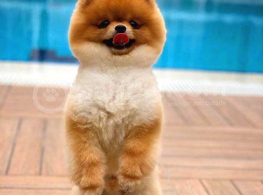 Ayı Surat Pomeranian Boo Yavrularımız