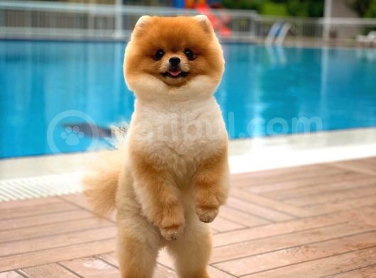Ayı Surat Pomeranian Boo Yavrularımız görsel