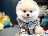 Irk Ve Sağlık Garantili Pomeranian Boo Yavrularımız