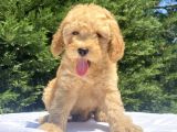 Uygun Apri̇cot Poodle Bebekler