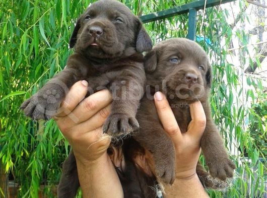 Labrador Yavrulari Mama Ve Malzeme Kampanyali görsel