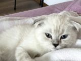 Scottish Fold Yavrusu