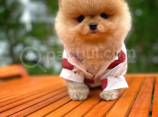 Aa Kalite Safkan  Pomeranian Oğlumuz görsel