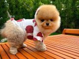 Aa Kalite Safkan  Pomeranian Oğlumuz