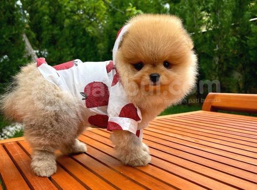 Aa Kalite Safkan  Pomeranian Oğlumuz görsel