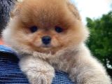 AA Kalite Safkan  Pomeranian Oğlumuz