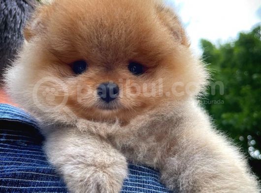 Aa Kalite Safkan  Pomeranian Oğlumuz