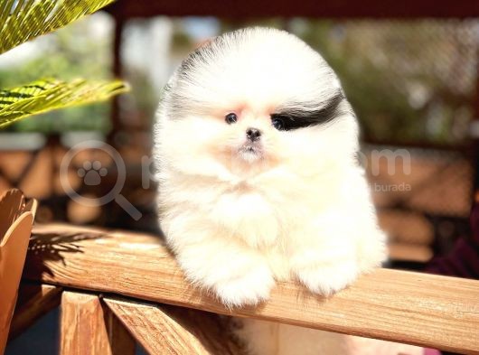 Ayı Surat Pomeranian Boo Yavrularımız görsel
