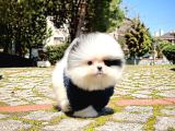 Ayı Surat Pomeranian Boo Yavrularımız