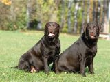 Labrador Yavrulari Mama Ve Malzeme Kampanyali
