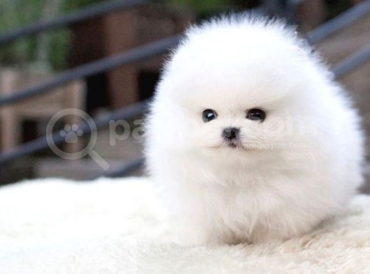 Ayı Surat Pomeranian Boo Yavrularımız görsel