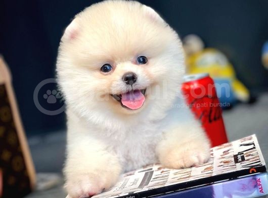Irk Ve Sağlık Garantili Pomeranian Boo Yavrularımız