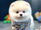 Irk Ve Sağlık Garantili Pomeranian Boo Yavrularımız