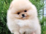 Irk ve Sağlık Garantili Pomeranian Boo Yavrularımız
