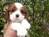 Cavai̇ller King Charles Yavrulari Mama Ve Malzeme Kampanyali