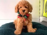 Safkan Toy Poodle Yavrularımız