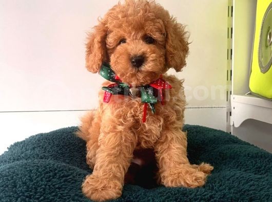 Safkan Toy Poodle Yavrularımız görsel