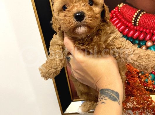 Sağlik Ve Irk Garanti̇li̇ Red Brown Toy Poodle görsel