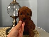 Karamelll Toypoodle’in Bebi̇şleri̇i̇i̇i̇i̇i̇