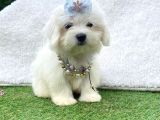 Sevimli Maltese Terrier