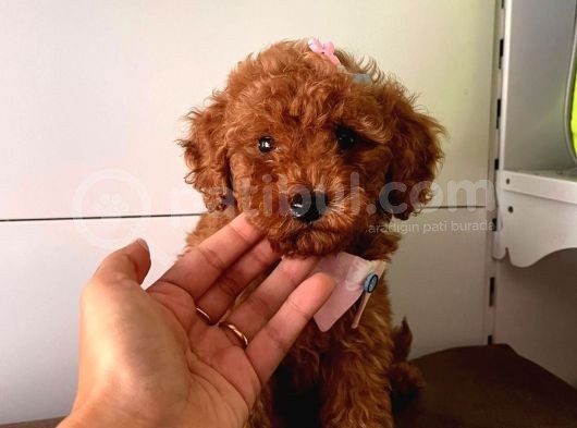 Muhteşem Toy Poodle Yavrulari görsel