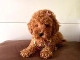 Orjinal Toy Poodle