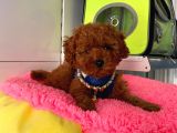 Safkan Toy Poodle Yavrularımız