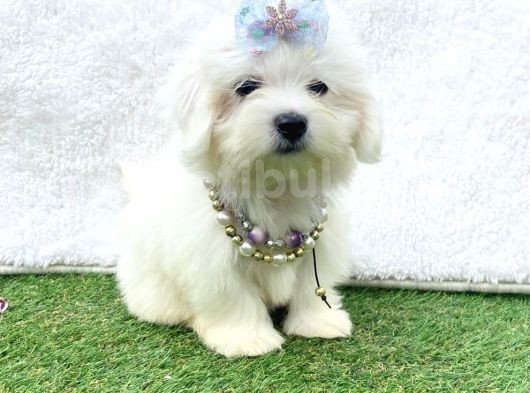 Sevimli Maltese Terrier görsel