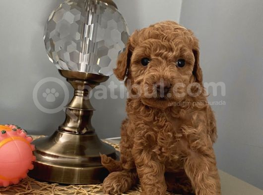 Karamelll Toypoodle’in Bebi̇şleri̇i̇i̇i̇i̇i̇ görsel