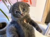 Muhteşem Güzellikte Scottish Fold Bebekler