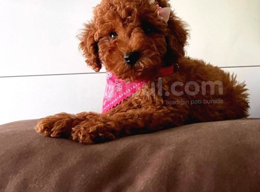 Safkan Toy Poodle Yavrularımız