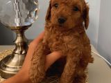Karamelll Toypoodle’in Bebi̇şleri̇i̇i̇i̇i̇i̇