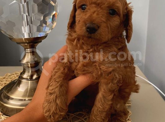 Karamelll Toypoodle’in Bebi̇şleri̇i̇i̇i̇i̇i̇ görsel