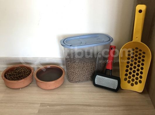 Tatlı Kedi görsel