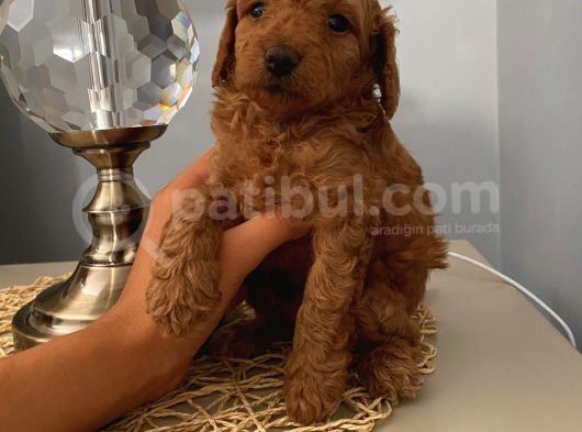 Karamelll Toypoodle’in Bebi̇şleri̇i̇i̇i̇i̇i̇ görsel