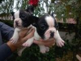 Fransiz Bulldog Yavrulari Çi̇ftli̇kten