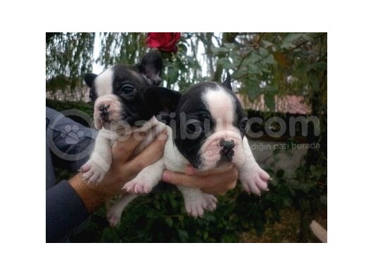 Fransiz Bulldog Yavrulari Çi̇ftli̇kten görsel