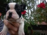 Fransiz Bulldog Yavrulari Çi̇ftli̇kten