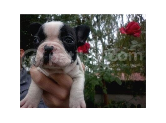 Fransiz Bulldog Yavrulari Çi̇ftli̇kten görsel