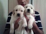 Golden Yavrulari Mama Ve Malzeme Kampanyali