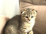 Scottish Fold Golden Tabby