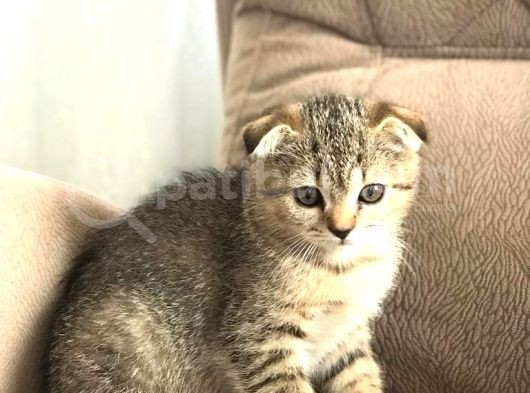 Scottish Fold Golden Tabby