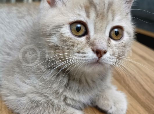 Oğlumuza Yuva Arıyoruz görsel
