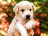 Maltipoo Bebekler