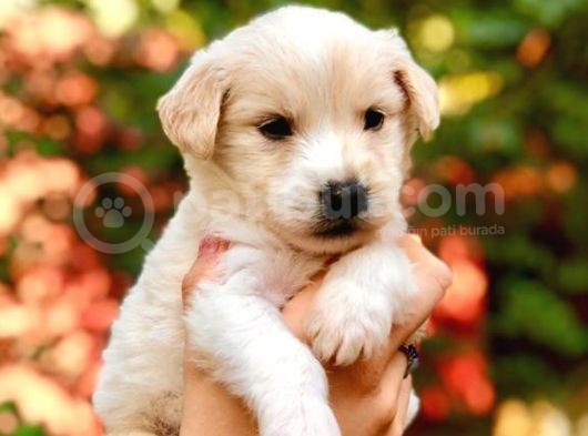 Maltipoo Bebekler görsel