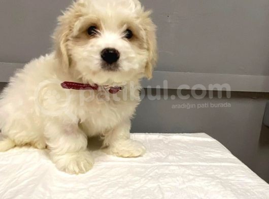 Maltipoo Bebekler görsel