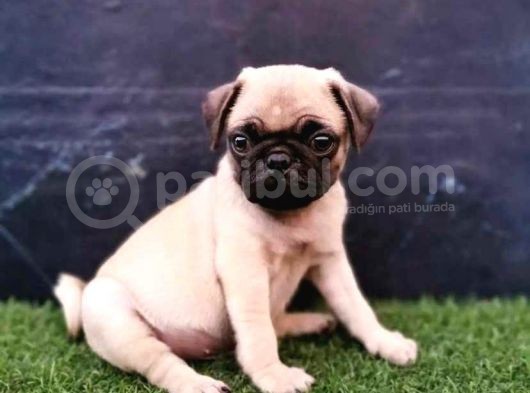 Sifir Burun Gül Kuyruk Pug Moops Yavrulari görsel