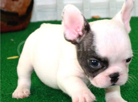 Fransiz Bulldog Yavrulari Çi̇ftli̇kten görsel
